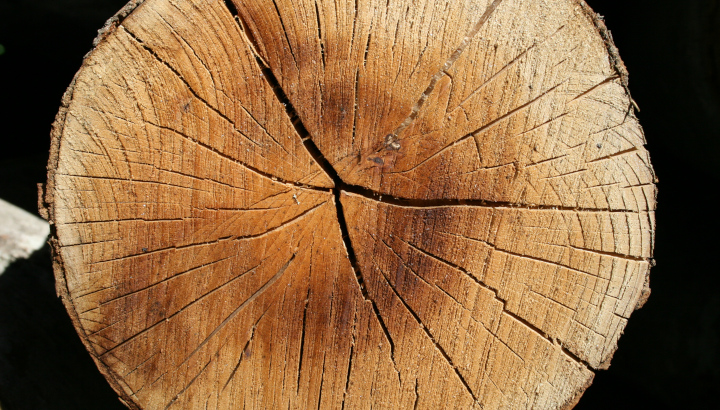 En février sur RCF : l'arbre et le climat